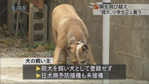 闘犬のピットブルが児童2人襲う