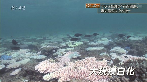 Q+リポート 石西礁湖 大規模白化の海に潜る
