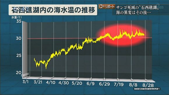 Q+リポート 石西礁湖 大規模白化の海に潜る