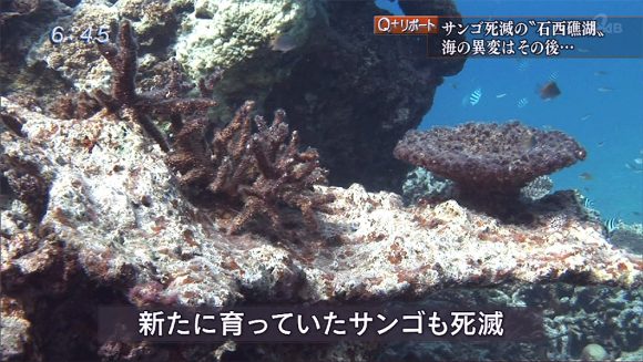 Q+リポート 石西礁湖 大規模白化の海に潜る