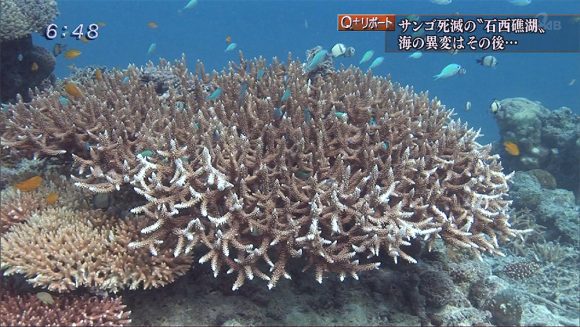 Q+リポート 石西礁湖 大規模白化の海に潜る