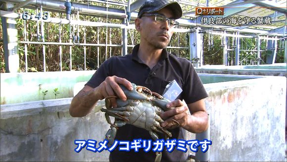 Q+リポート 伊良部の海を守る蟹蔵