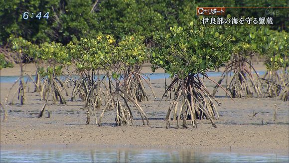 Q+リポート 伊良部の海を守る蟹蔵