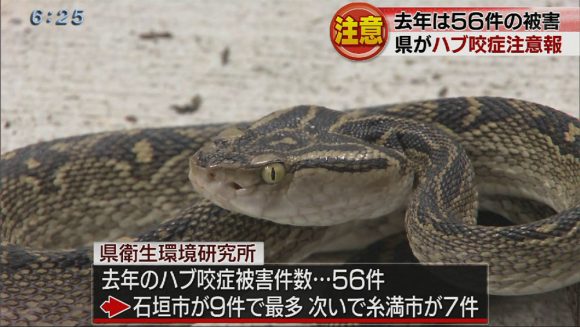 ハブにご用心!ハブ咬症注意報発表