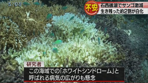 石西礁湖 サンゴ激減 すでに白化2割