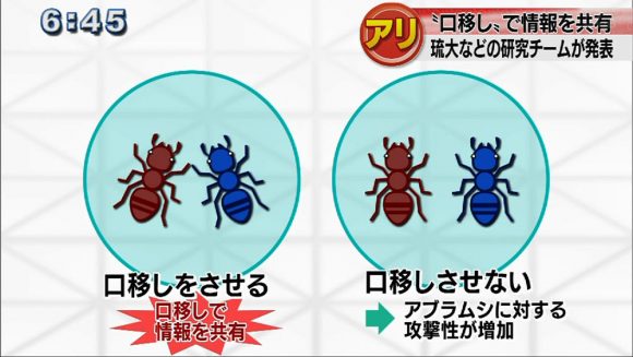 アリは口移しで情報を共有している!