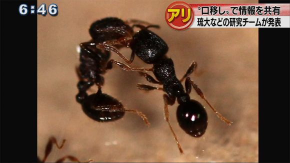 アリは口移しで情報を共有している!