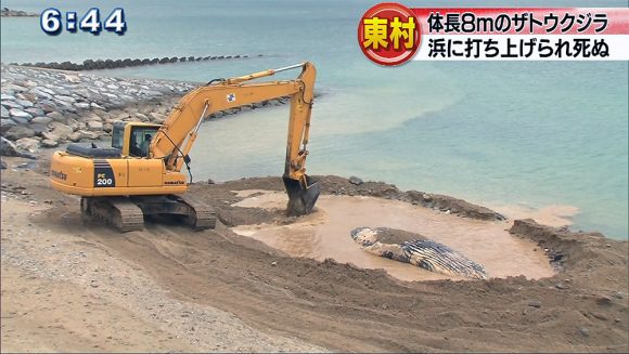 東村の海岸にザトウクジラ打ち上げられ死ぬ