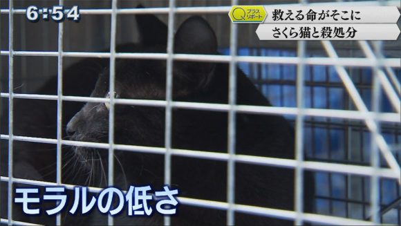 Qプラスリポート 取り組み知って さくら猫〜命を考える〜