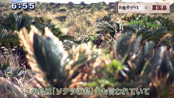 お散歩プラス #1 粟国島