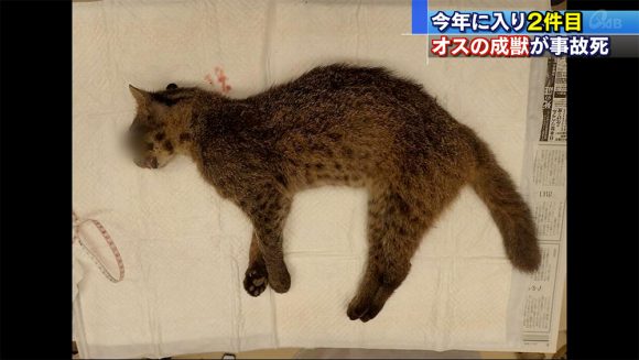 イリオモテヤマネコ 死亡事故今年2件目