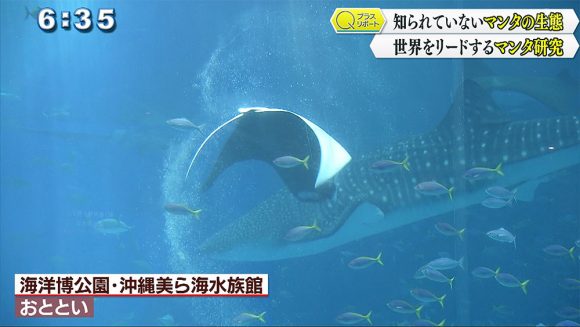 Qプラスリポート 沖縄美ら海水族館 マンタ研究の魅力