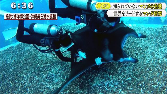 Qプラスリポート 沖縄美ら海水族館 マンタ研究の魅力