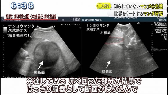 Qプラスリポート 沖縄美ら海水族館 マンタ研究の魅力