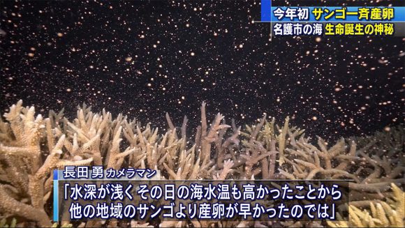 今年初!サンゴの一斉産卵