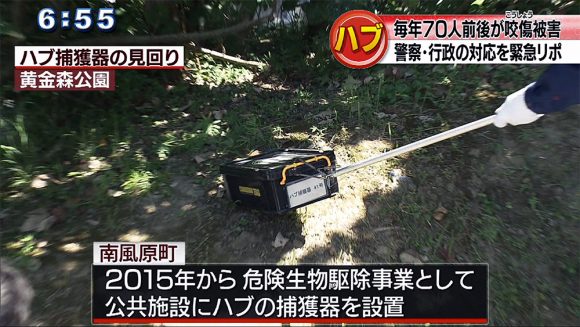 注意 ハブが活発なシーズンです