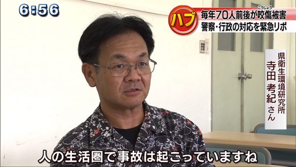 注意 ハブが活発なシーズンです