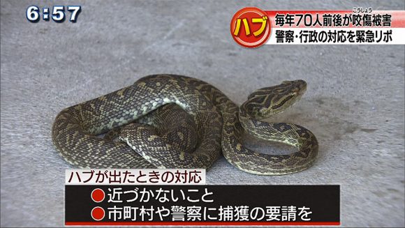 注意 ハブが活発なシーズンです