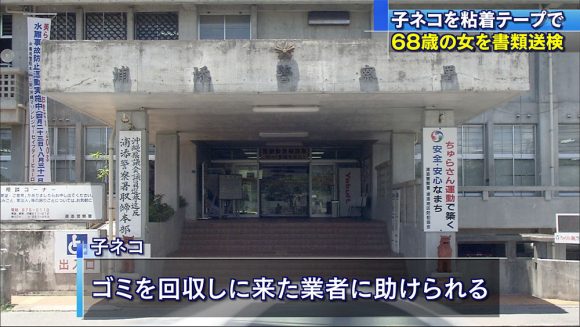 子ネコをガムテープで縛って遺棄68歳女を書類送検