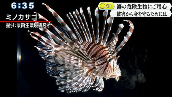 Qプラスリポート 海の危険生物にご用心 ハブクラゲの被害から身を守るために