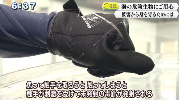 Qプラスリポート 海の危険生物にご用心 ハブクラゲの被害から身を守るために
