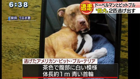 闘犬逃走 ピットブルが未だ見つからず