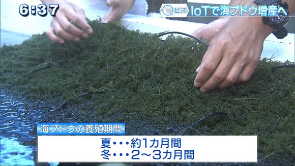Qビズ IoTで生産量が1.5倍に!