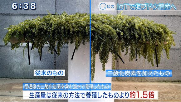 Qビズ IoTで生産量が1.5倍に!