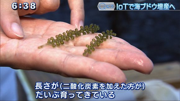 Qビズ IoTで生産量が1.5倍に!