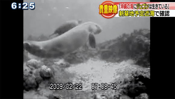 貴重映像!ウミガメと泳ぐジュゴンは何を訴える