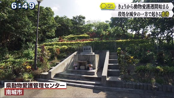 Qプラスリポート きょうから動物愛護週間 殺処分減少の一方で起きる虐待