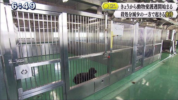Qプラスリポート きょうから動物愛護週間 殺処分減少の一方で起きる虐待