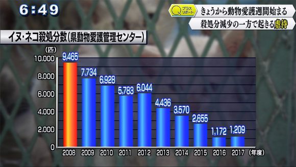 Qプラスリポート きょうから動物愛護週間 殺処分減少の一方で起きる虐待