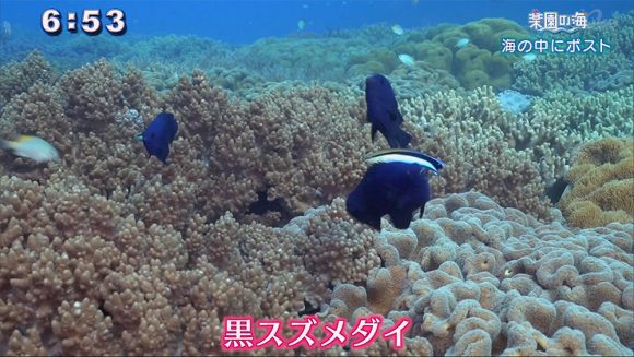 楽園の海 海の中に○○
