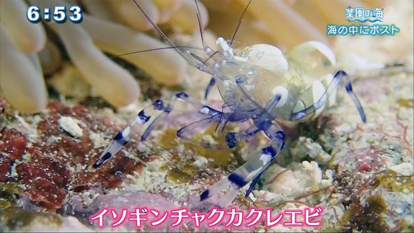 楽園の海 海の中に○○
