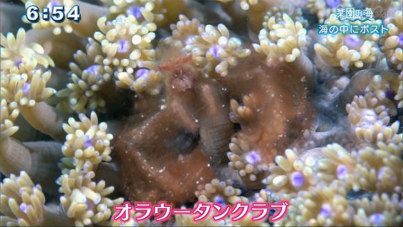 楽園の海 海の中に○○