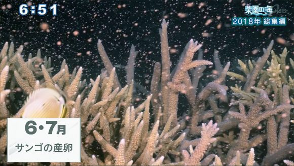 楽園の海 2018年総集編