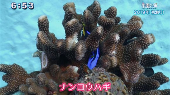 楽園の海 2019年初潜り