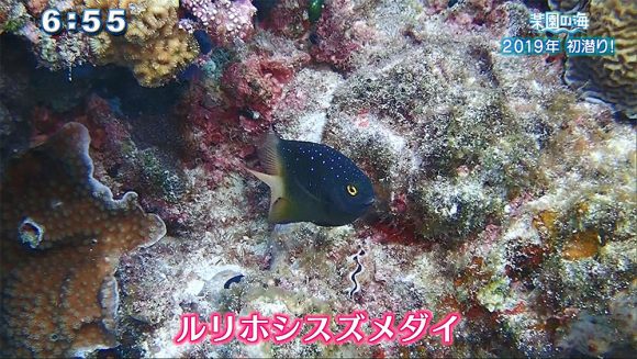 楽園の海 2019年初潜り