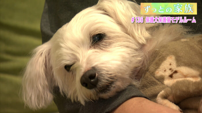 #136 保護犬保護猫モデルルーム 総集編