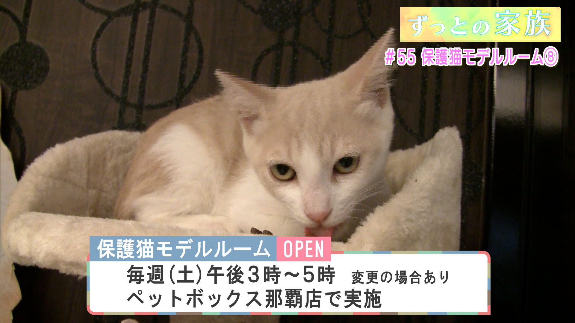 #55 保護猫モデルルーム (8)