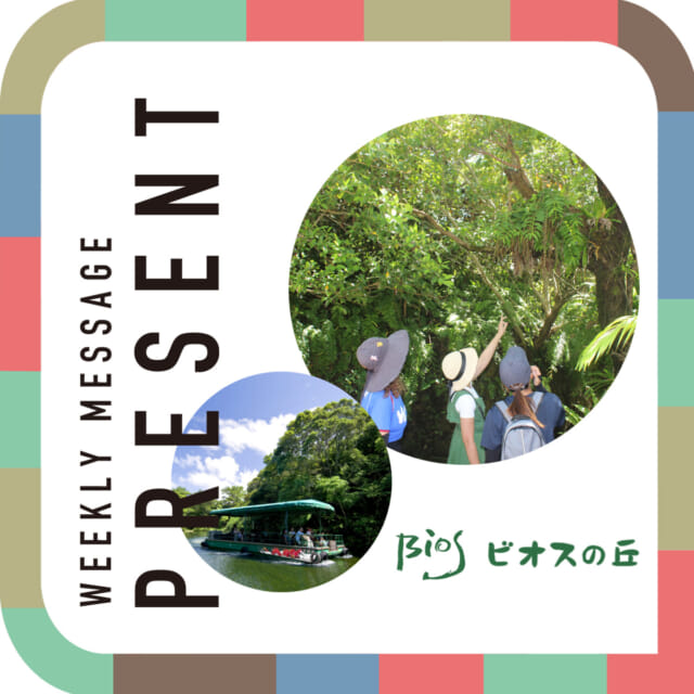 🎁CATCHY来週の視聴者プレゼント🎁

ビオスの丘 入園券（湖水観賞舟乗船券付き）
@bios_no_oka 

ペア3組 6名様

"CATCHYホームページ"よりご応募ください!
メッセージテーマは『あなたの二刀流』✉
皆さんのお便りお寄せください😆
お待ちしてまーす💛💛

･････････････････････････････････････････
『今より“ちょっとだけ”よくなる』情報をお届け
あなたの生活により添った、
手が届きそうなシアワセ、情報、知しきを
@catchy.qab
･････････････････････････････････････････

#okinawa #qab #沖縄
#視聴者プレゼント #ビオスの丘 #ペアチケット #乗船券 #自然