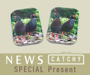 ニュース CATCHY「ヤンバルクイナ缶バッジ」プレゼント