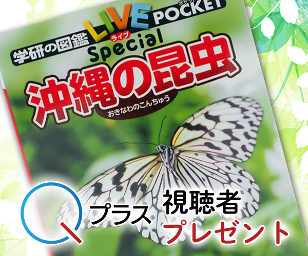 Ｑプラス「沖縄の昆虫」視聴者プレゼント