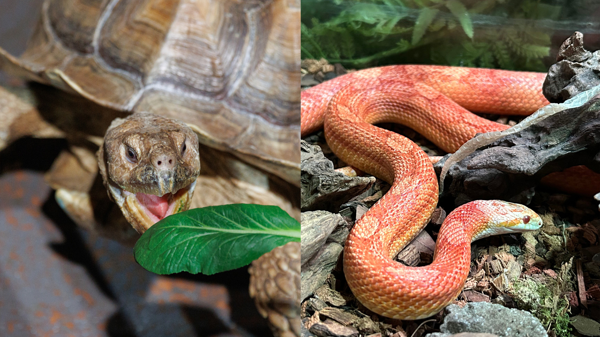 リクガメとへびを間近で大観察!