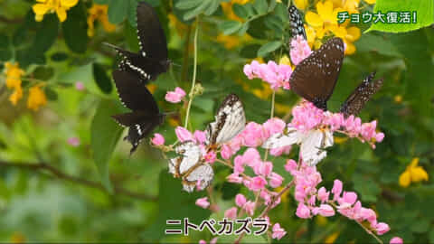 リュウキュウの自然「チョウ大復活！」