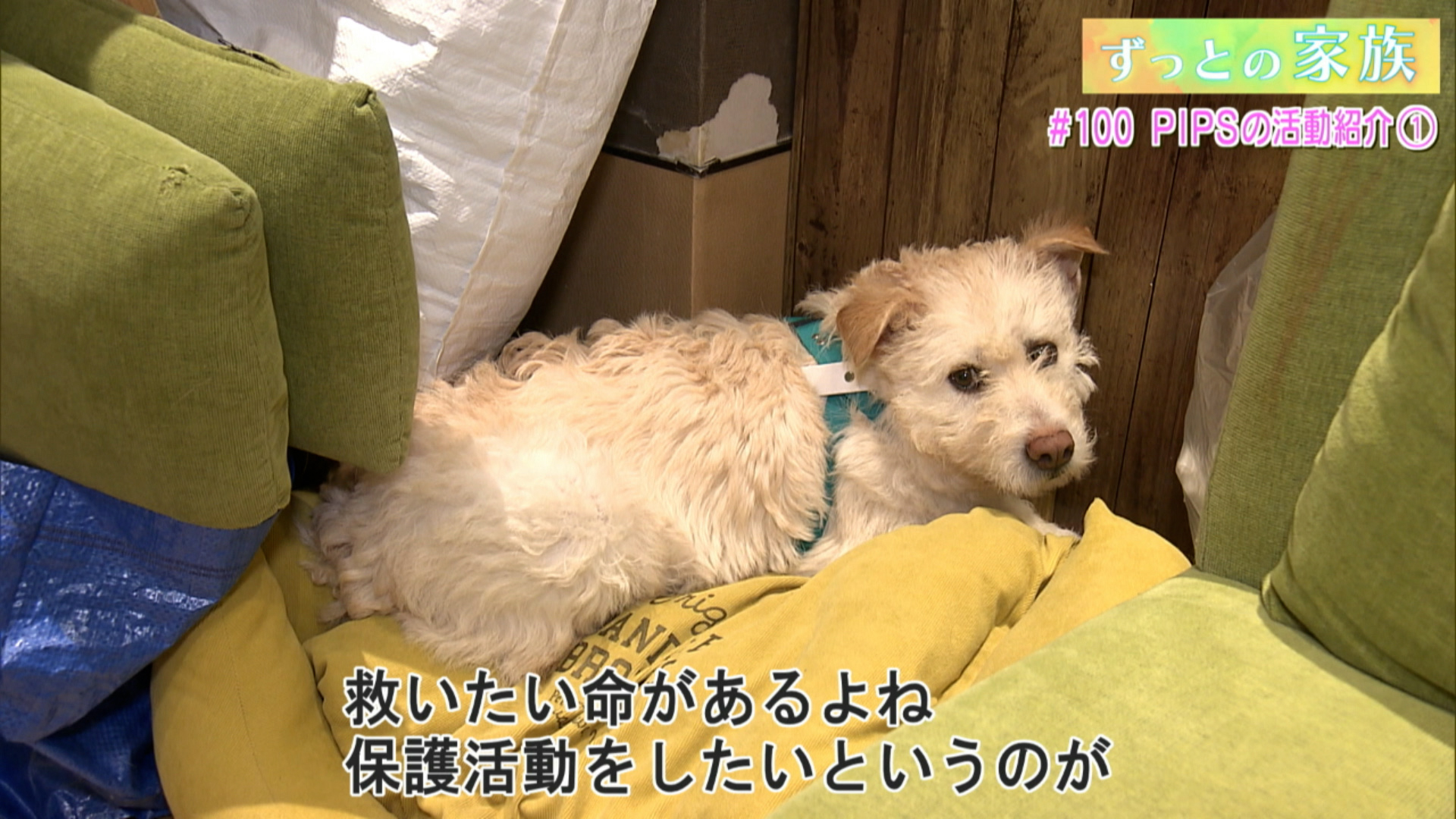 #100 PIPSの活動紹介 (1)