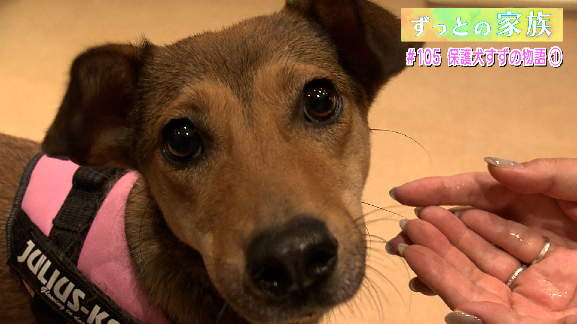#105 保護犬“すず”の物語 (1)