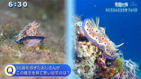 楽園の海 牛にちなんだ生き物 Part2