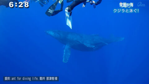 楽園の海 クジラと泳ぐ！